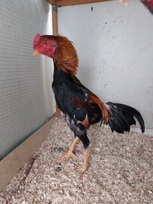 Dakan jo'ja yapon shamo xo'roz