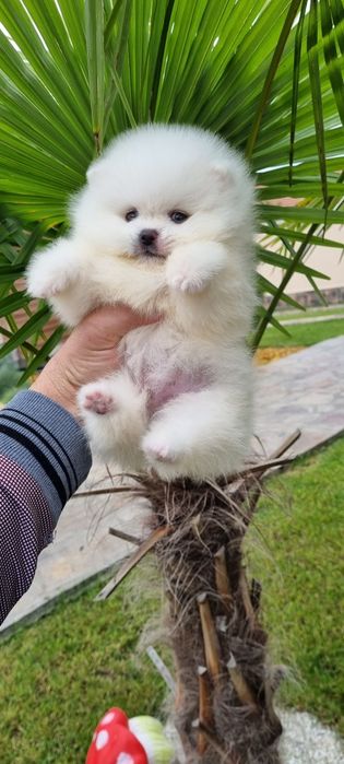 Померан мини померан