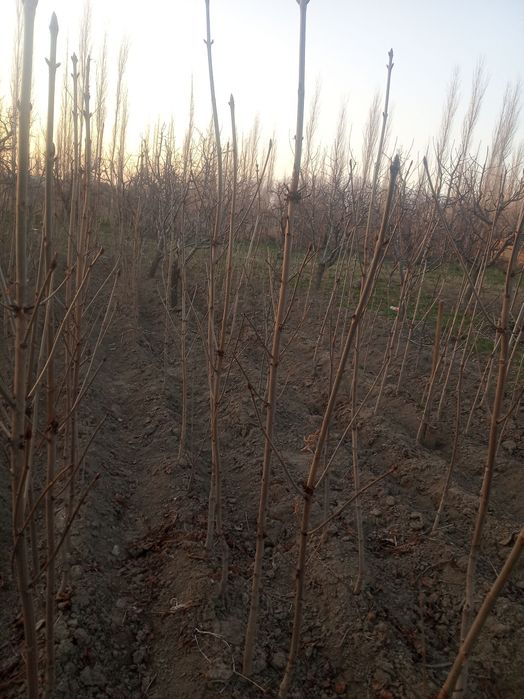 Manzarali kashtan koʻchatlari