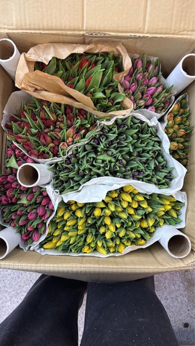 Тюльпаны 800тг до 6 марта!!!