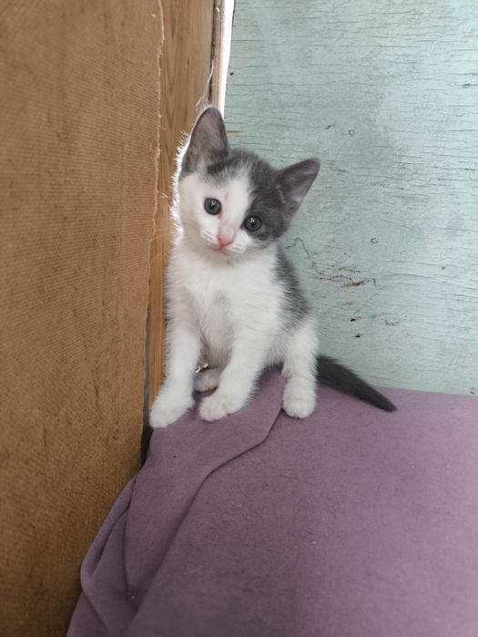 Котенок девочка .