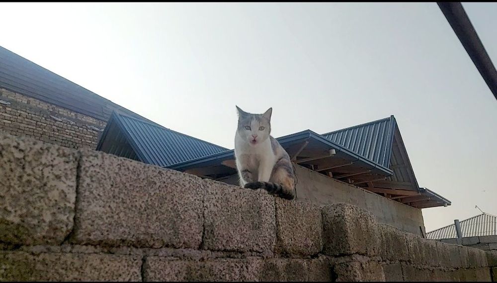 Футсидан-5-км Авангард янги участок