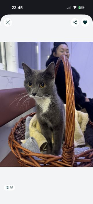 Отдам котика в хорошие руки