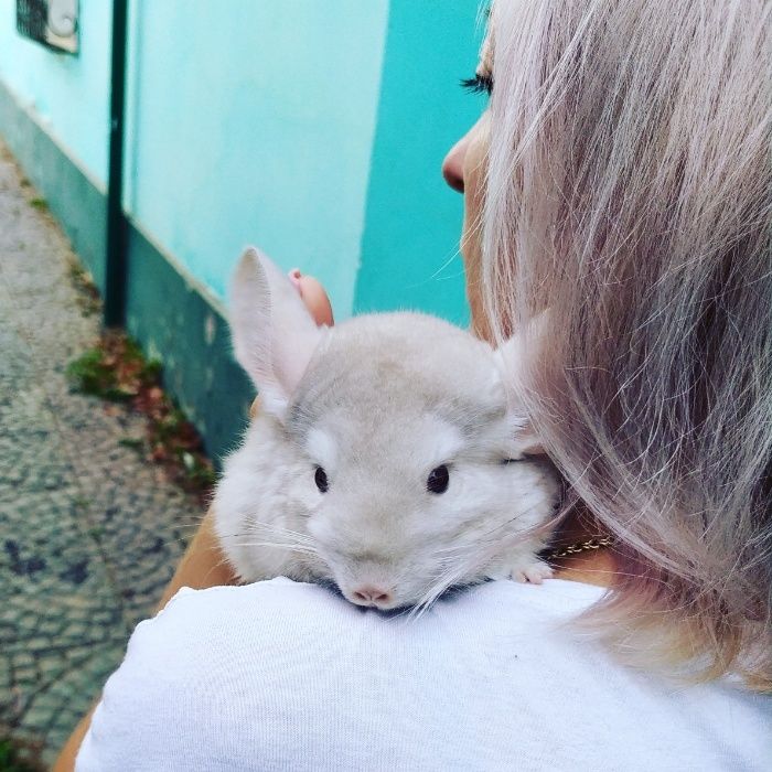 Шиншилла в Ташкенте