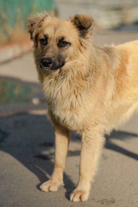 Пес в дрбрые руки