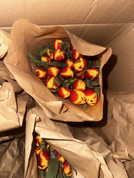 Тюльпаны Средний и крупный Опт