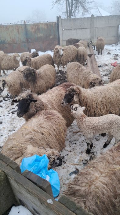 Disponibile 23 oi cu miei