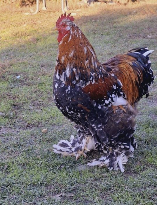 Pui Cochinchina uriaș portelan