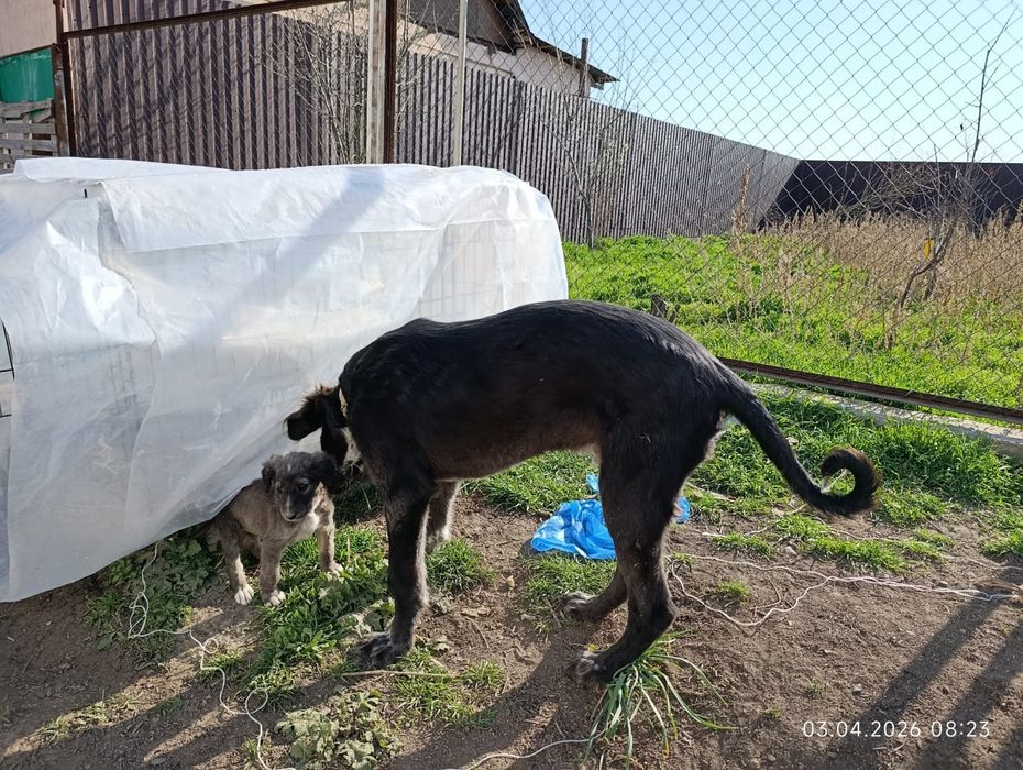 Тазы күшік еркек