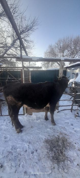 Ұзынағаш жаңақұрлыс