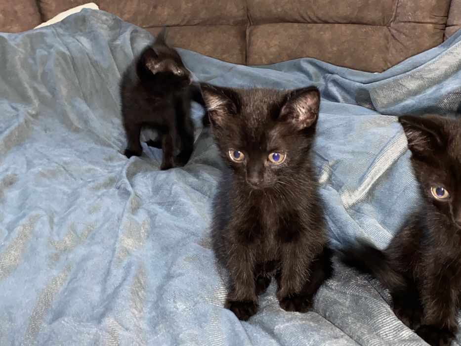 Котята чёрные девочки 1,5 месяца
