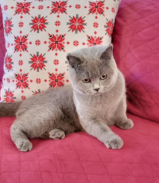 British shorthair blue