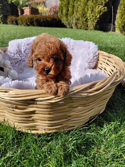 Той и Мини пудел