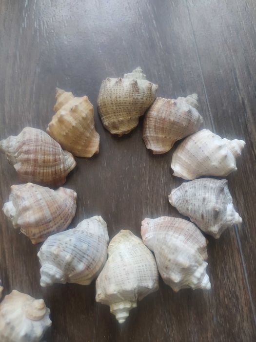 Ракушки для декора