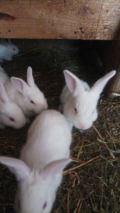 Iepurași Hycole 6 săptămâni