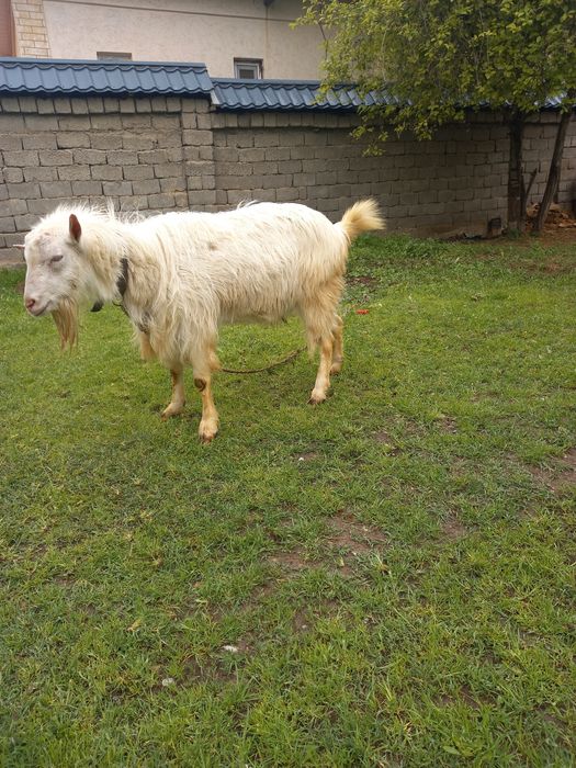 Теке  сатылады. Заанен