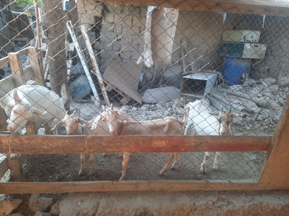 Заанен тұқымды ешкілер, лақтар сатылады