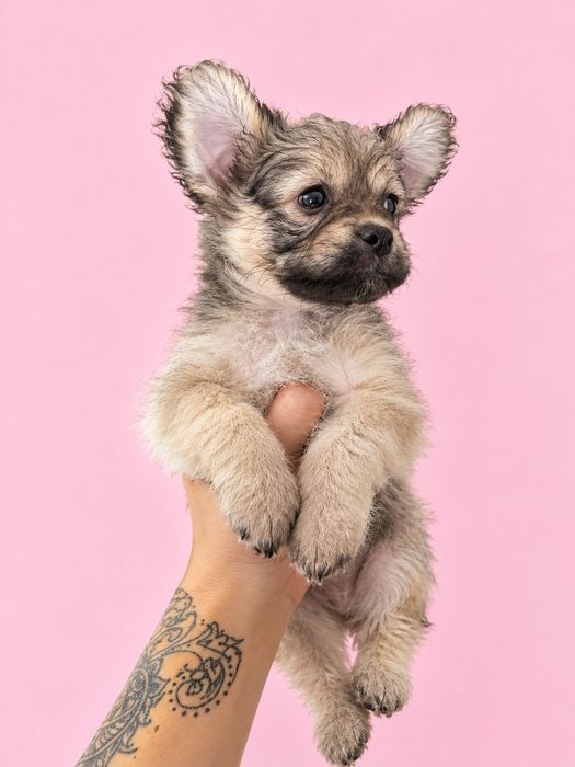 Chihuahua mini toy superb
