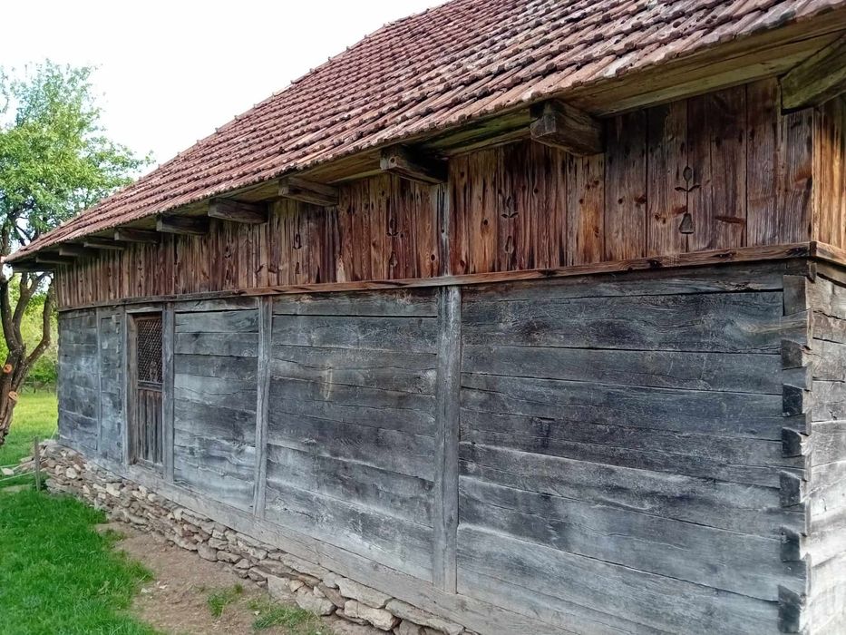 Sura de stejar pentru relocare