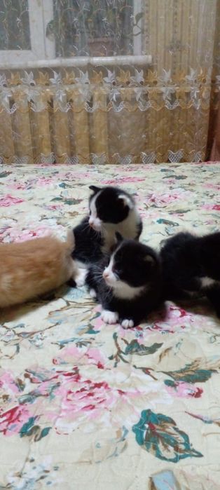 Отдам котят бесплатно