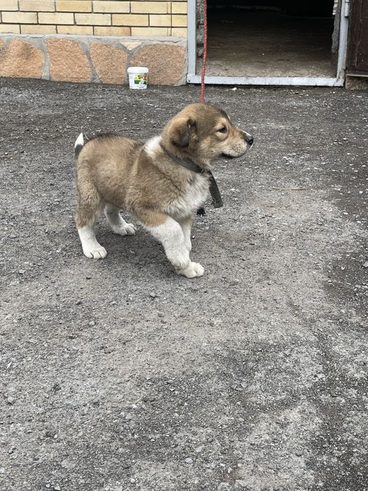 Алабай собака чистокровная