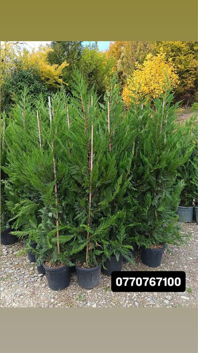 Vand plante ornamentale