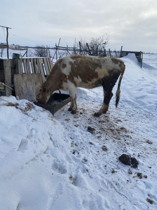 Продам телочку 2годовалую