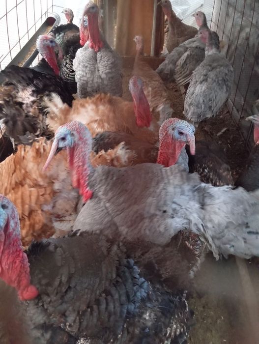 Пуяци селски продава