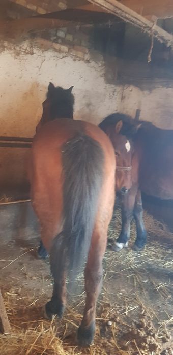 Женско конче и кобила