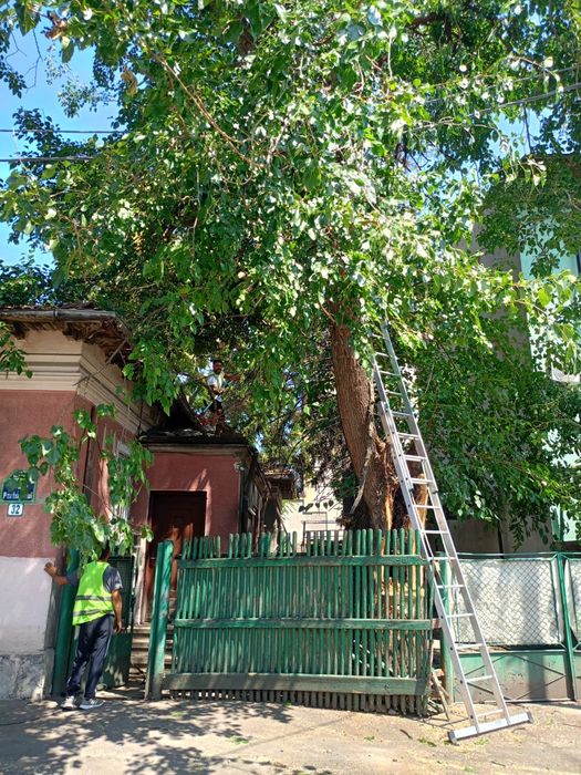 Taiere copaci toaletare tundere gard viu cu alpinisti profesioniști