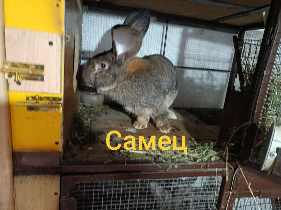 кролики парода фландр