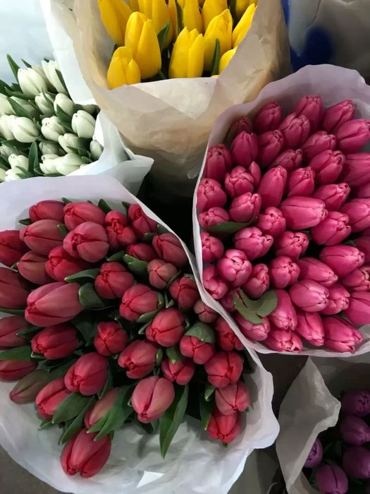 Тюлпан свежие, красивые