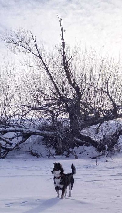 Пропал пес Тишка