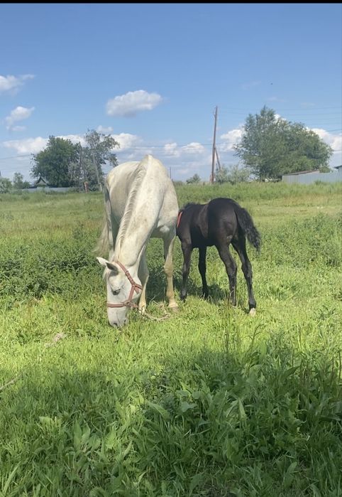 Лошадь кабыла породистая
