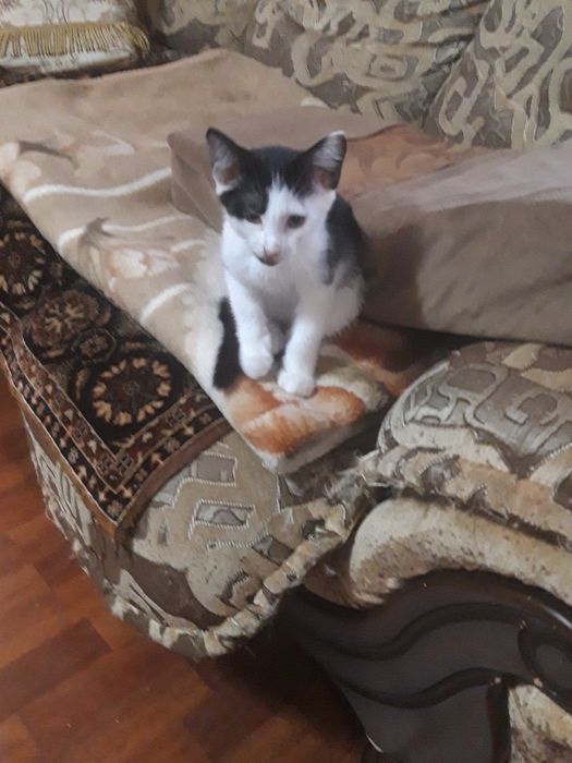 Котенок- Руслан (мальчик.)