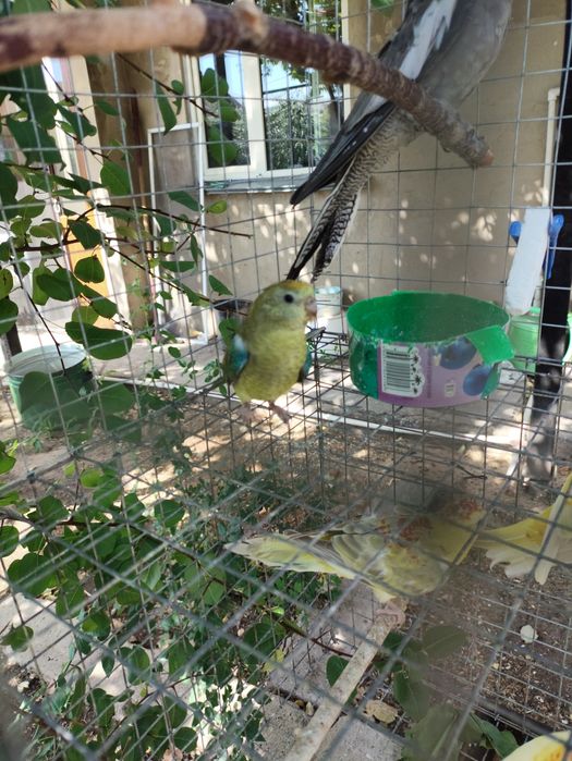 Попугай певчий  . Продам