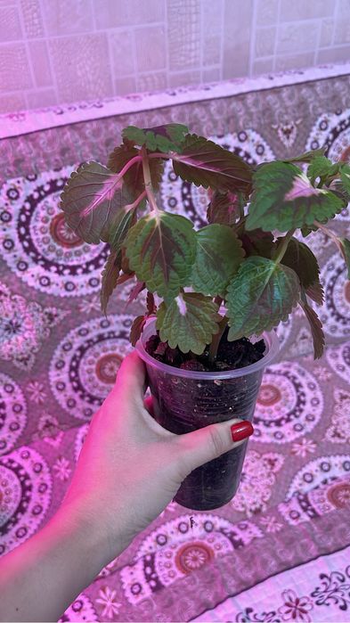 Колеус молодой укорененный черенок