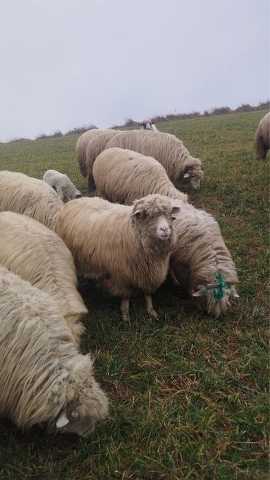 Oi băle tinere de vanzare