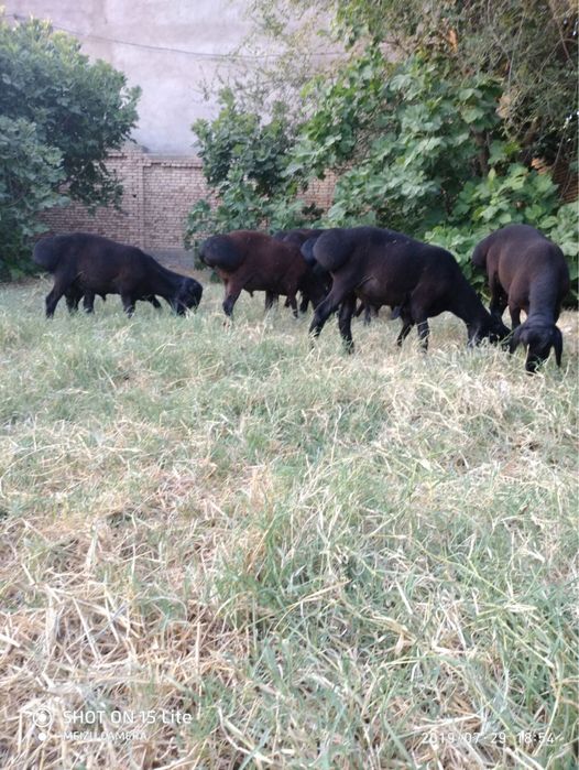 Marosimlarga qoy qochqorlar bor trik vazniga баран