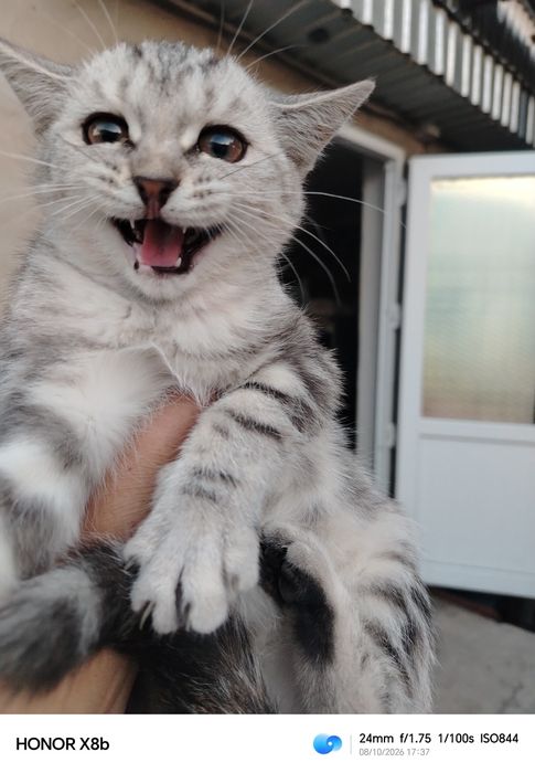 Котята бесплатно