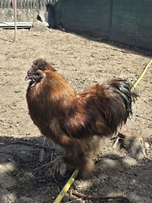 Cocosi De Matase Japonesa