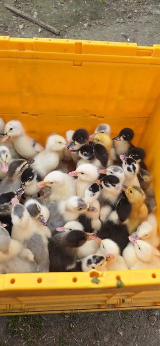 boboci rata romaneasca ,polare,lesesti