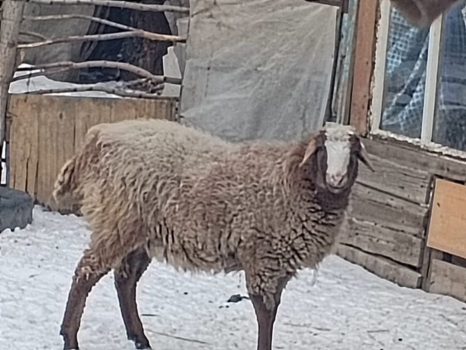 Продам баран бараника