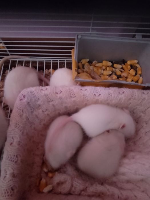 Крысы, 4 недели, декоративные