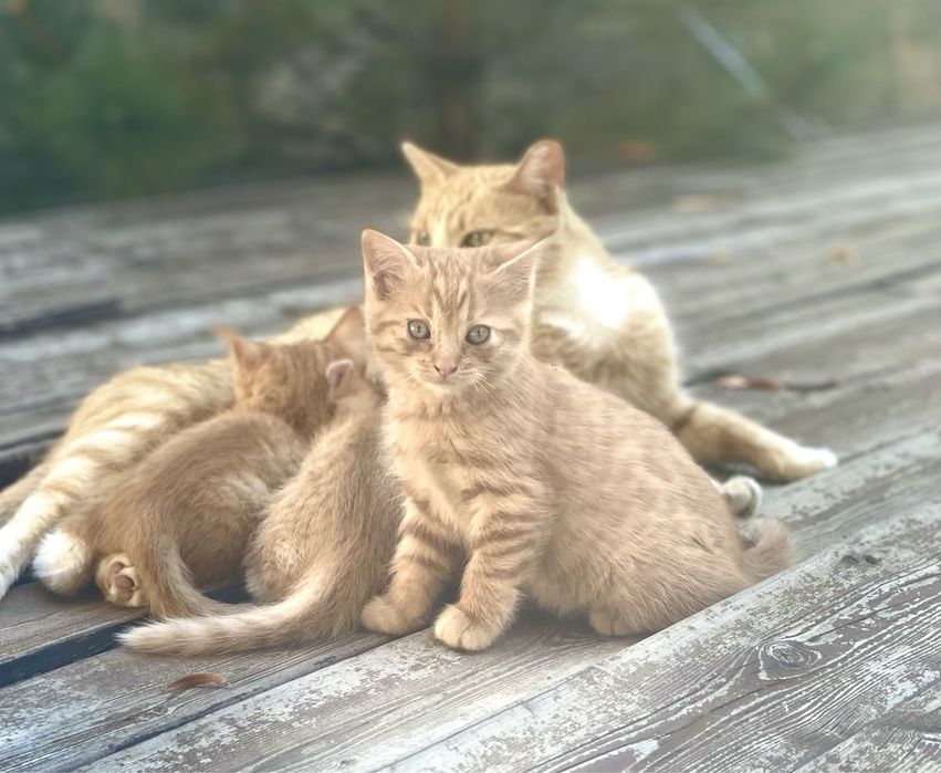 Котята в любящую семью