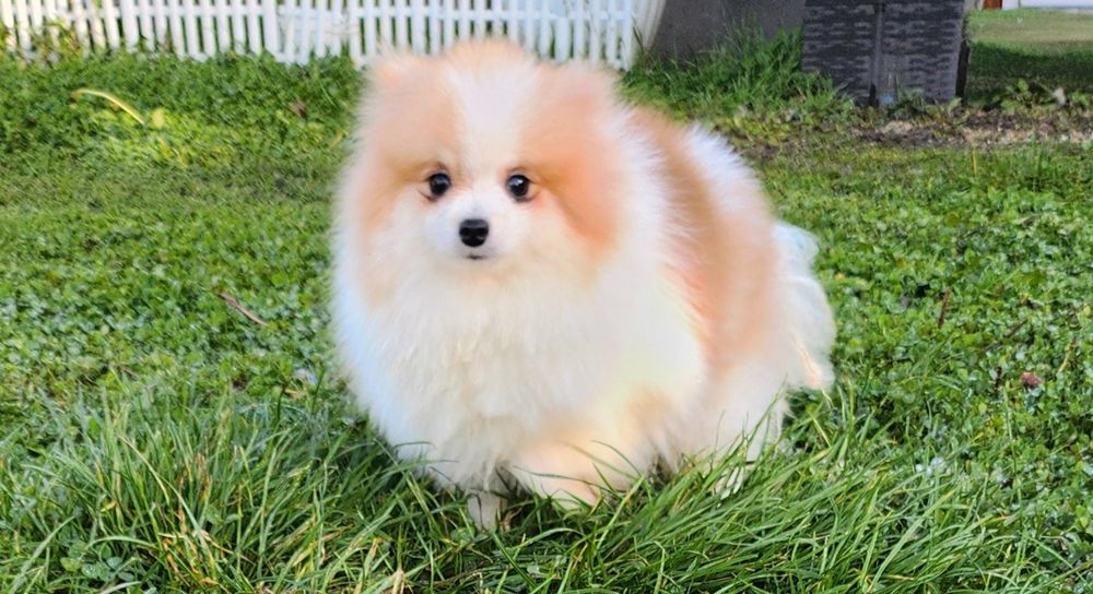 Мъжки миниатюрен померан с всички ваксини