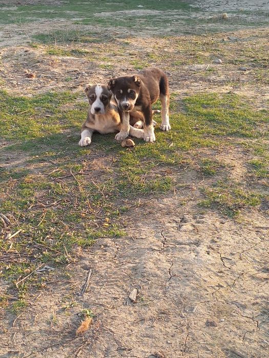 Төбет күшік 1 жарым айлық