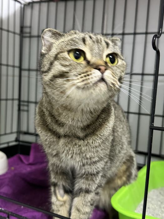 Вислоушка Маша ищет дом