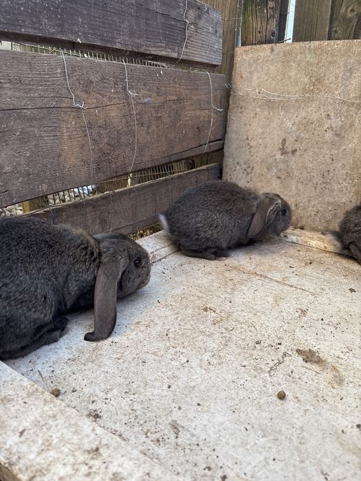 Pui de iepure de vanzare