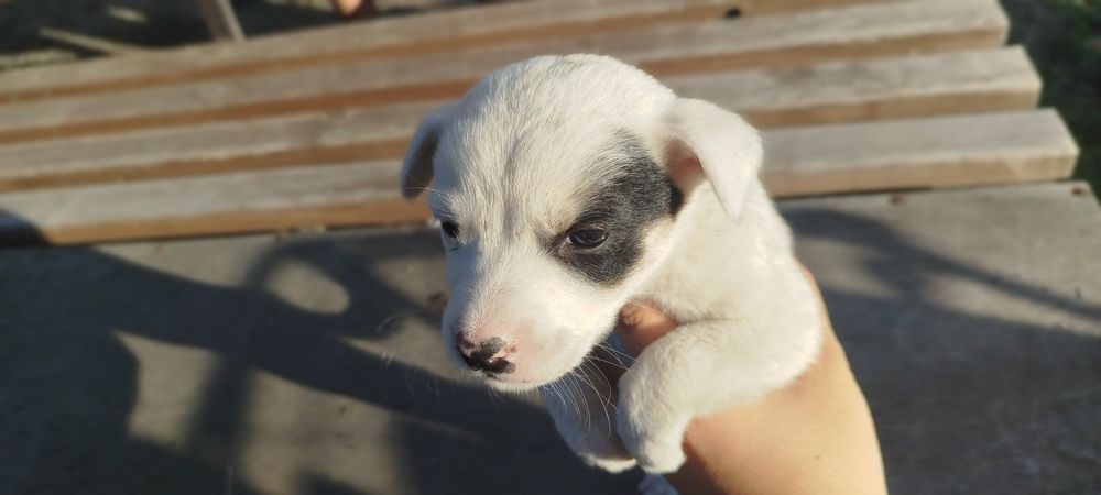 В хорошие руки лабрадор
